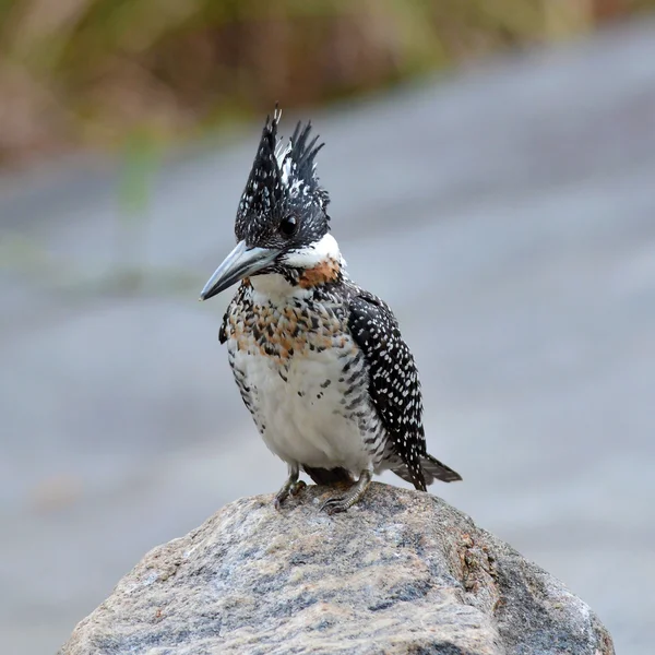 Crested Kingfisher — Stock Photo, Image