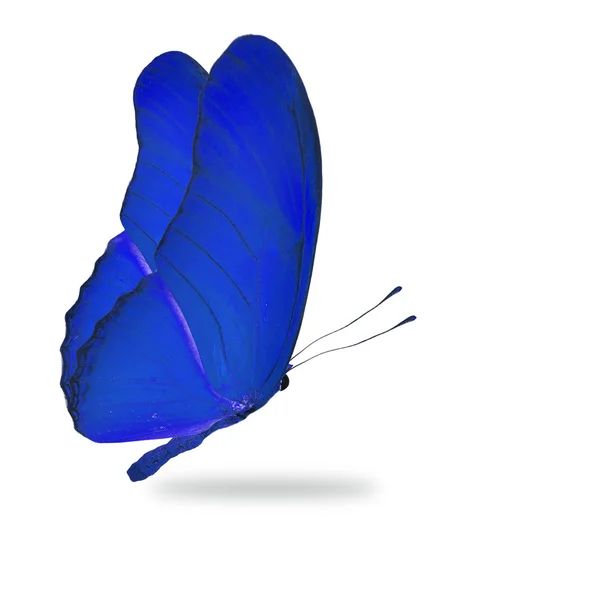 Blauer Schmetterling — Stockfoto