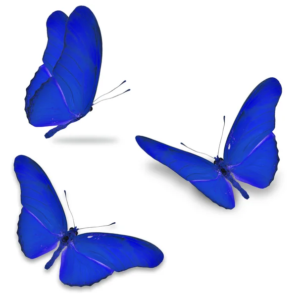 Tres mariposas azules — Foto de Stock