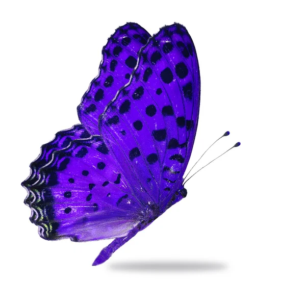 Purple butterfly — Stock Photo, Image