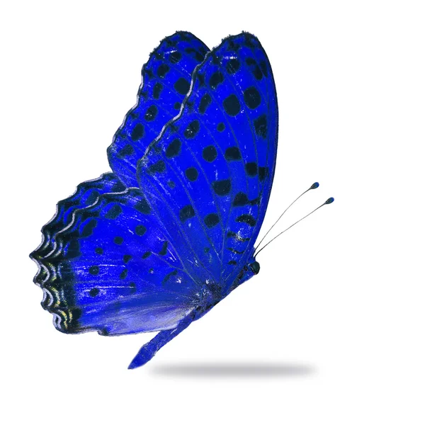 Синій метелик — стокове фото