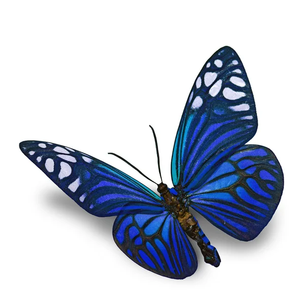 Μπλε πεταλούδα — Φωτογραφία Αρχείου