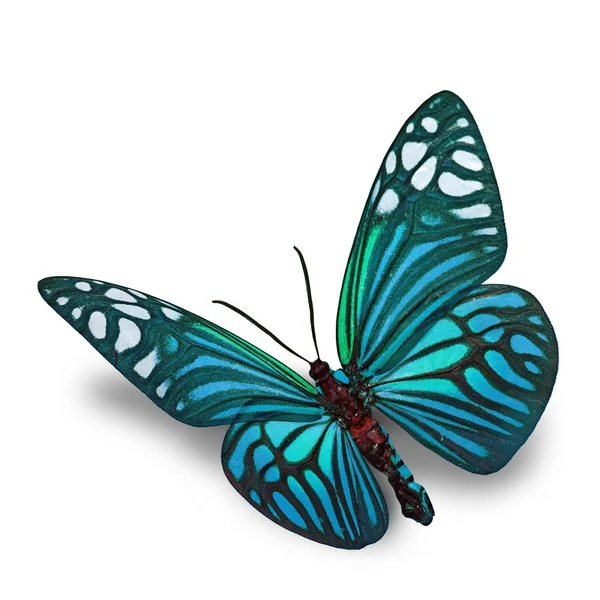 Blue butterfly — Stock Photo, Image