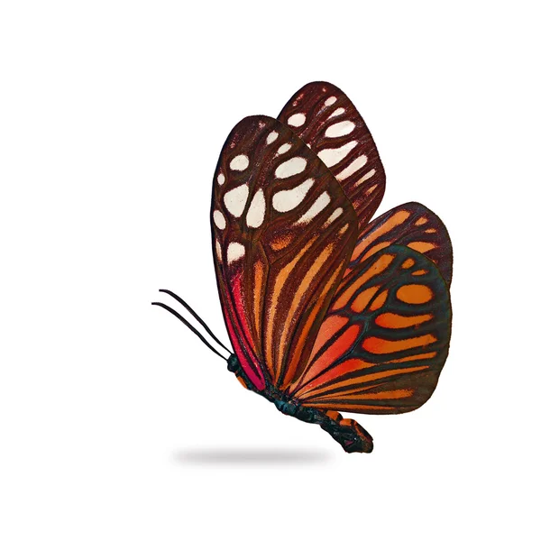 Orange butterfly — Stock Photo, Image