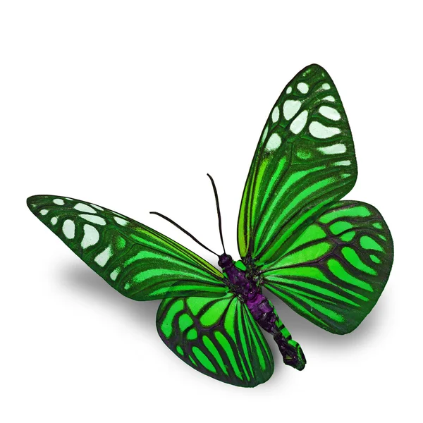 Zielony motyl — Zdjęcie stockowe