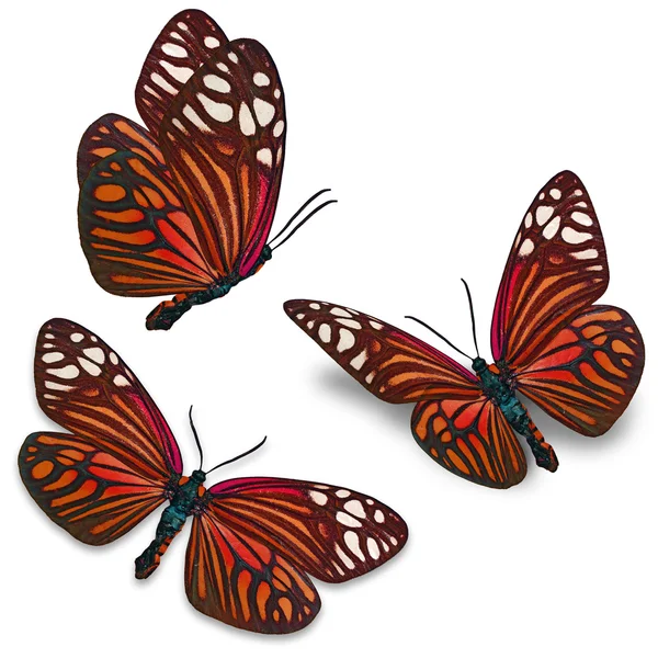 Orange butterfly — Stock Photo, Image