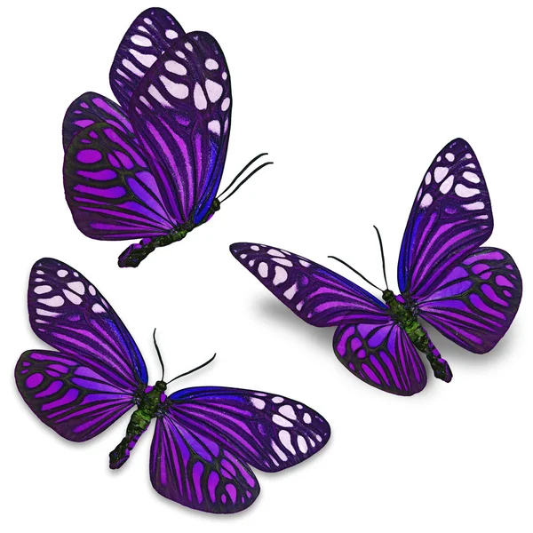 Papillon violet — Photo