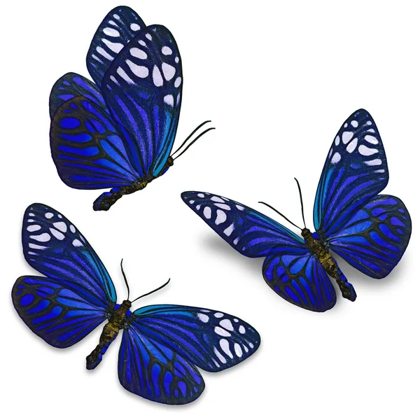 Mariposa azul — Foto de Stock