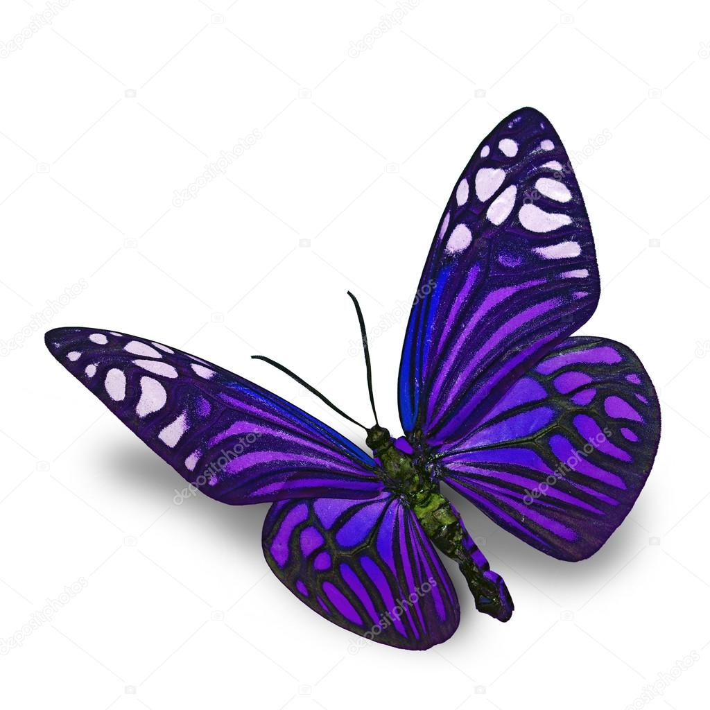 purple butterfly