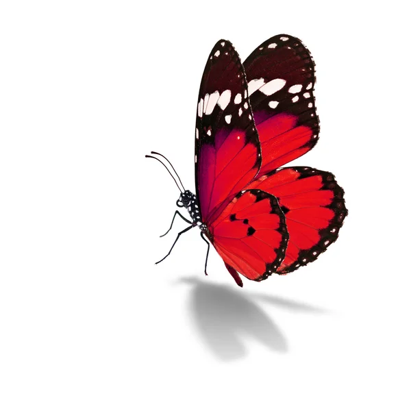 Red butterfly — Stock Photo, Image