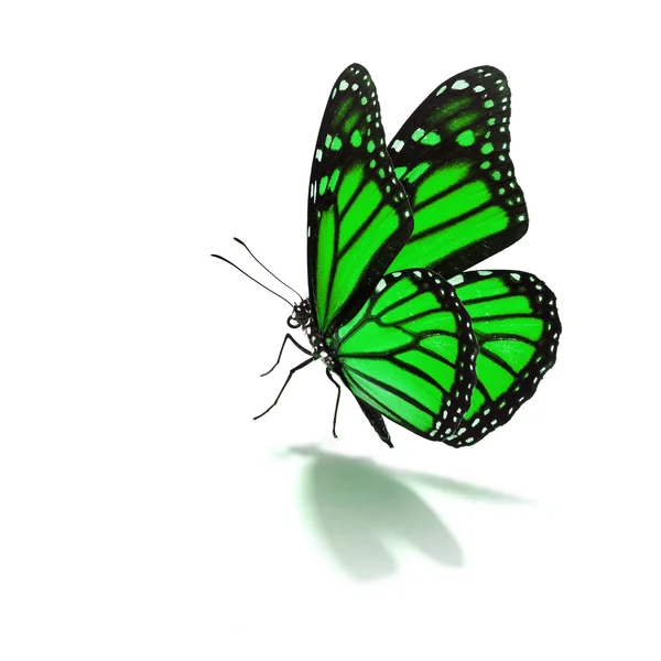 Green butterfly — Stock Photo, Image