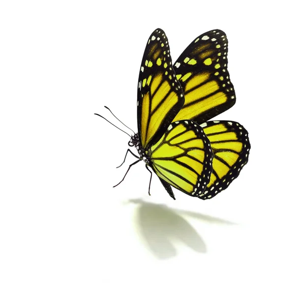 Yellow butterfly — Stock Photo, Image