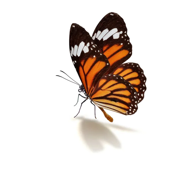 Monarch butterfly — Stock Photo, Image