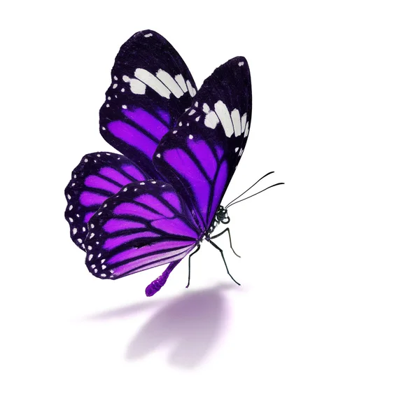 Fialový motýl — Stock fotografie