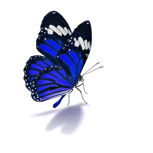 蓝蝴蝶 — 图库照片