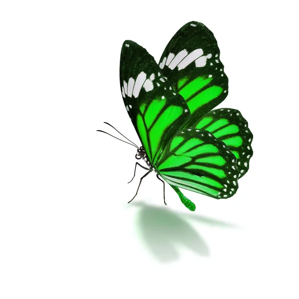 Green butterfly — Stock Photo, Image