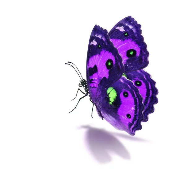 जांभळा फुलपाखरू — स्टॉक फोटो, इमेज