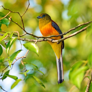 Portakal göğüslü Trogon