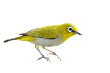 oryantal white-eye kuş