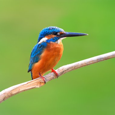 Ortak Kingfisher