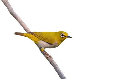 oryantal white-eye kuş