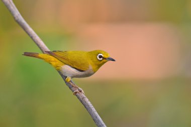 oryantal white-eye kuş