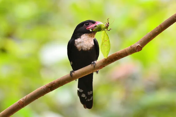 Bec-large sombre oiseau — Photo