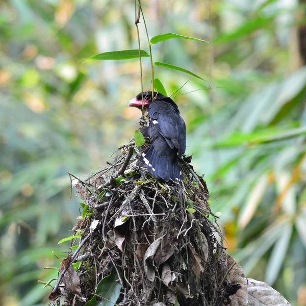 Dusky broadbill bird — Stock Photo, Image