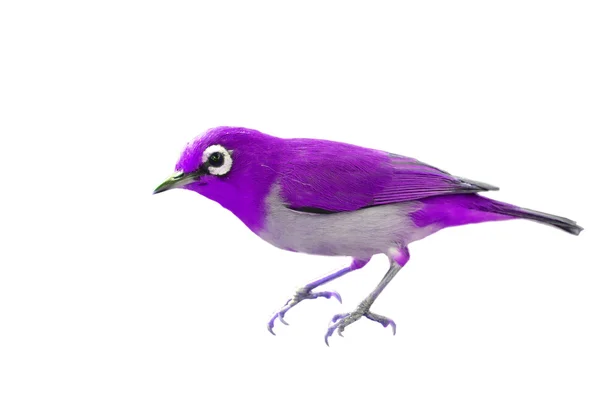Piękny ptak fioletowy — Zdjęcie stockowe