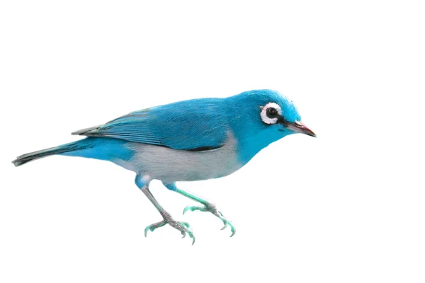 Mooie blauwe vogel — Stockfoto