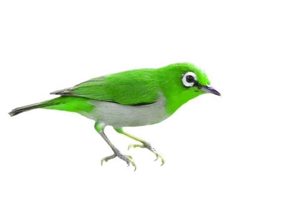Όμορφο πράσινο πουλί — Φωτογραφία Αρχείου