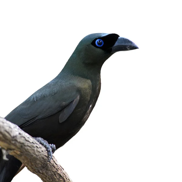 Racket-tailed Treepie — Stock Photo, Image