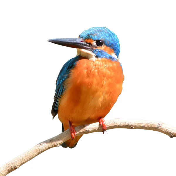 Common Kingfisher — Stock Photo, Image