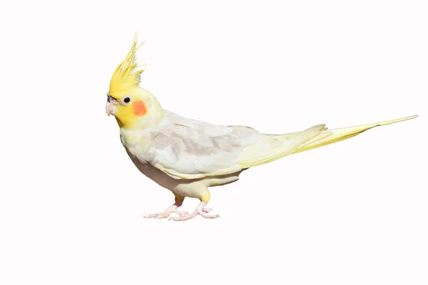 Cockatiel — Stock Photo, Image