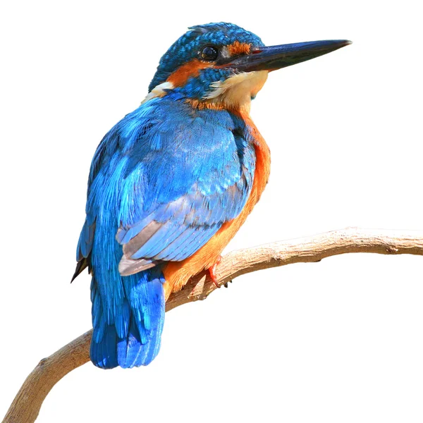 Ortak Kingfisher — Stok fotoğraf