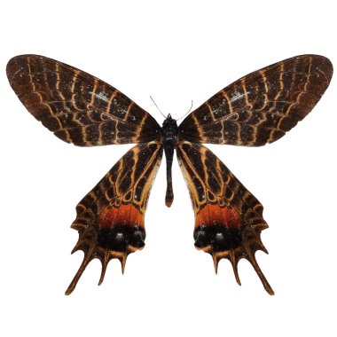 Bhutanitis lidderdalii