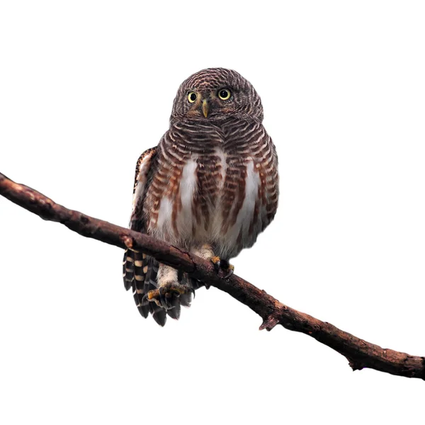 Aziatische verjaard owlet — Stockfoto