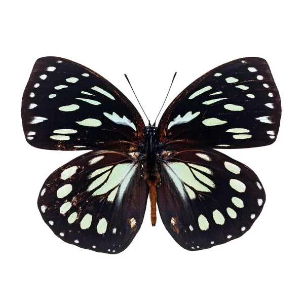 Mariposa blanca y negra — Foto de Stock