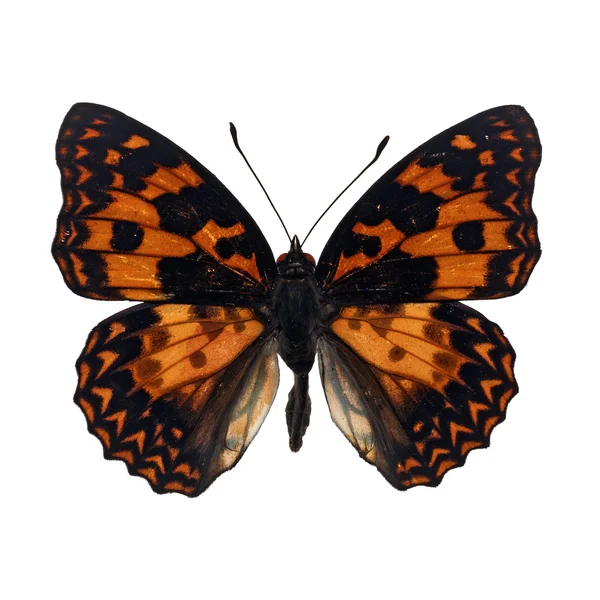 Orange butterfly — Stock Photo, Image