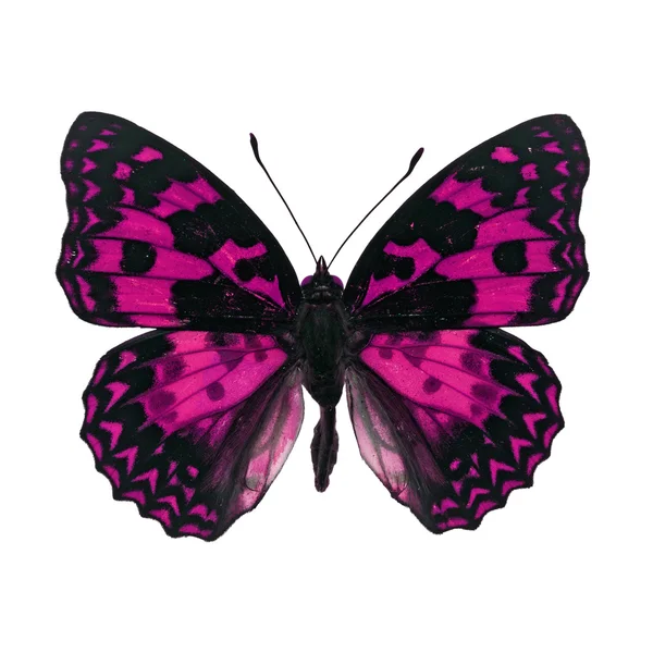 Borboleta rosa — Fotografia de Stock