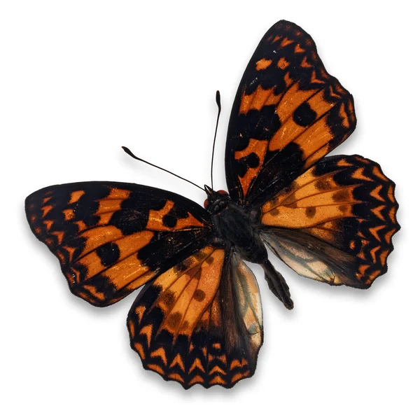 Oranžový motýl — Stock fotografie