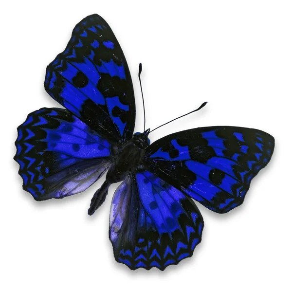 ब्लू फुलपाखरू — स्टॉक फोटो, इमेज