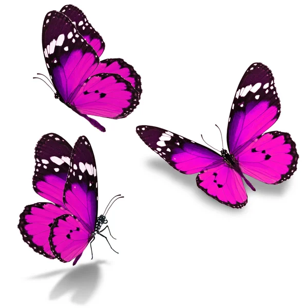 गुलाबी तितली — स्टॉक फ़ोटो, इमेज