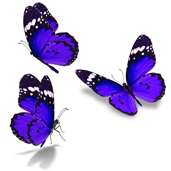 Papillon violet — Photo