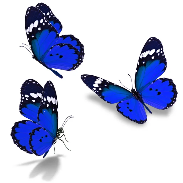 Mariposa azul — Foto de Stock