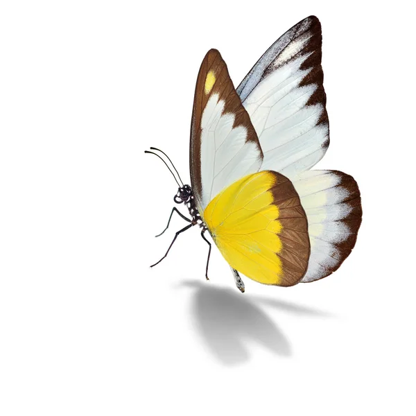 Желтая и белая бабочка — стоковое фото