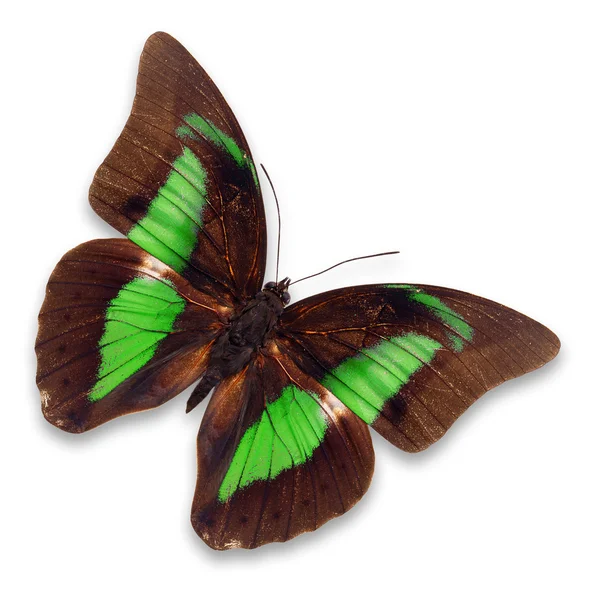 Mariposa marrón y verde —  Fotos de Stock