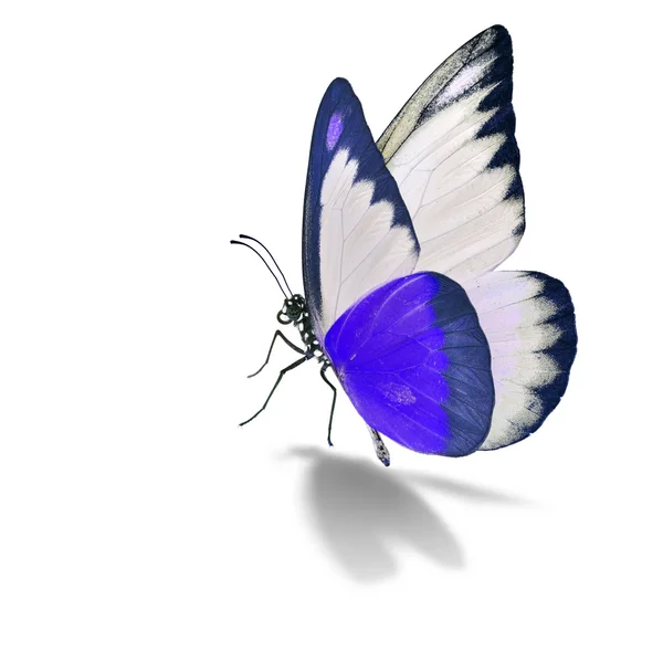 Фиолетовая и белая бабочка — стоковое фото