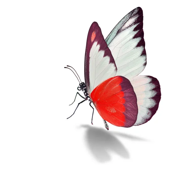 Красно-белая бабочка — стоковое фото