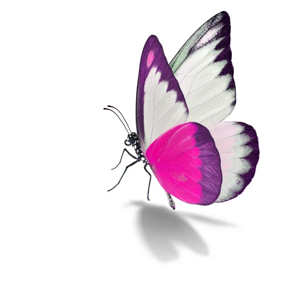 Розовая и белая бабочка — стоковое фото
